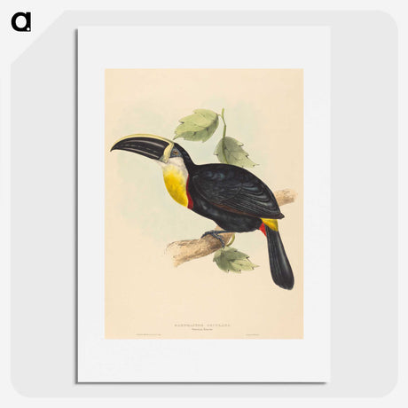 2-35_John-Gould_picture