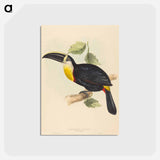 アートポストカード-Osculant Toucan
 - ジョン グールド Postcard.