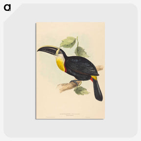 2-35_John-Gould_postcard