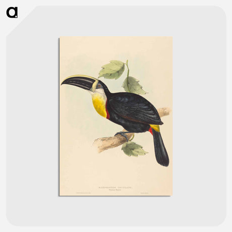 アートポストカード-Osculant Toucan
 - ジョン グールド Postcard.