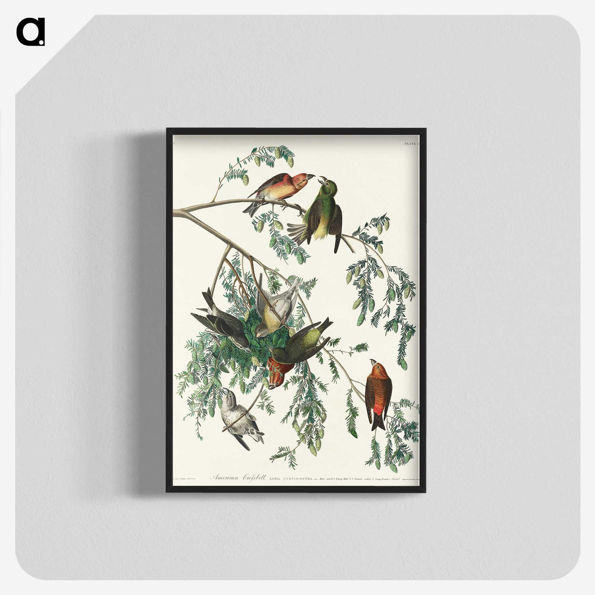 2-35_John-James-Audubon_blk-crop