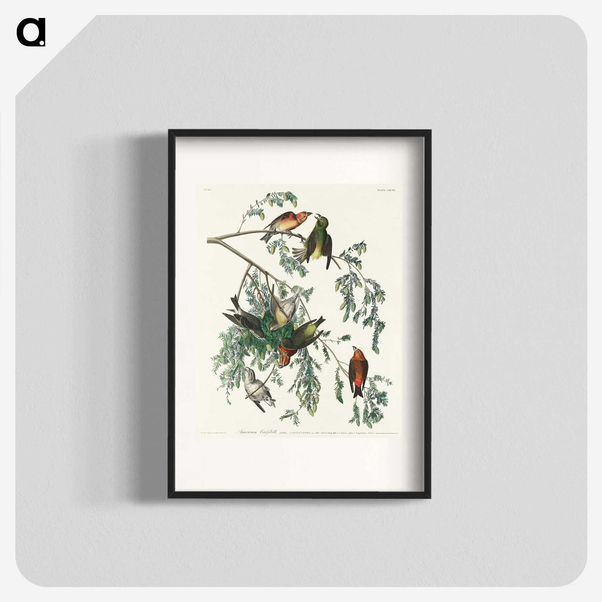 2-35_John-James-Audubon_blk