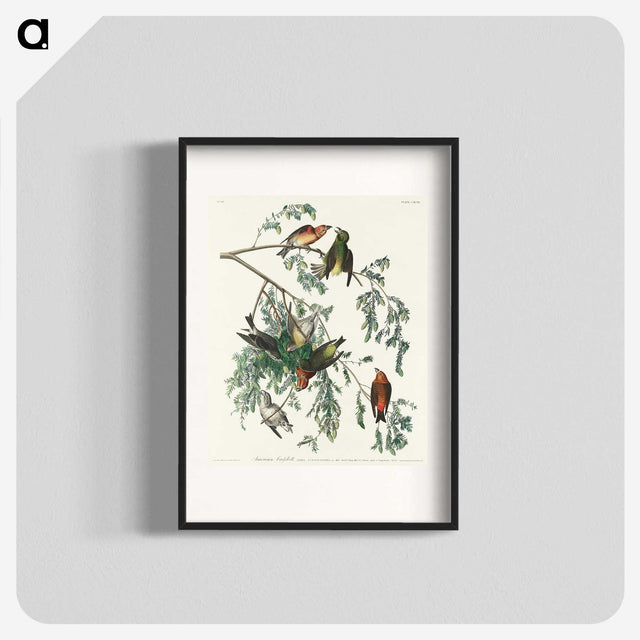 2-35_John-James-Audubon_blk