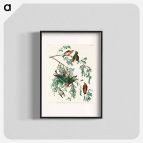 アートポスター-American Crossbill
 - ジョン ジェームス オーデュボン Poster.