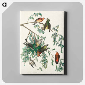 アートパネル-American Crossbill
 - ジョン ジェームス オーデュボン Canvas.