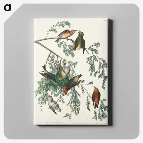 2-35_John-James-Audubon_canvas