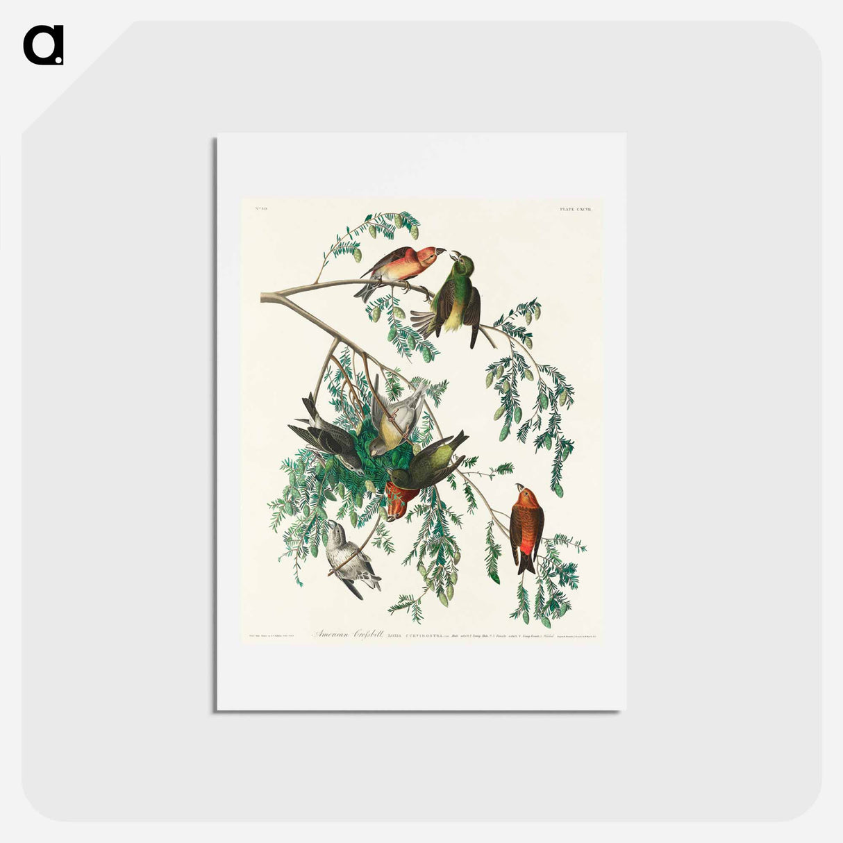 アートポストカード-American Crossbill
 - ジョン ジェームス オーデュボン Postcard.