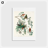 アートポストカード-American Crossbill
 - ジョン ジェームス オーデュボン Postcard.