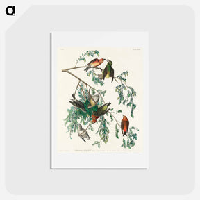 アートポストカード-American Crossbill
 - ジョン ジェームス オーデュボン Postcard.