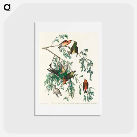 アートポストカード-American Crossbill
 - ジョン ジェームス オーデュボン Postcard.