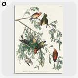 2-35_John-James-Audubon_picture-crop