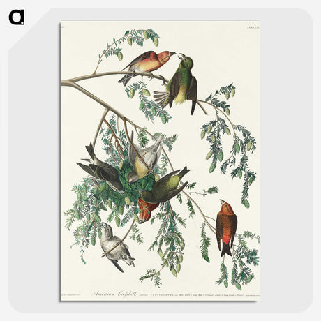 2-35_John-James-Audubon_picture-crop