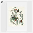 2-35_John-James-Audubon_picture