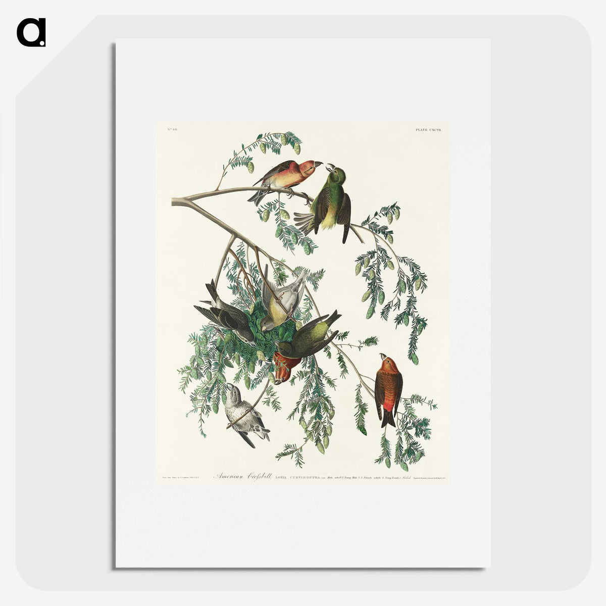 2-35_John-James-Audubon_picture