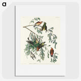 2-35_John-James-Audubon_picture