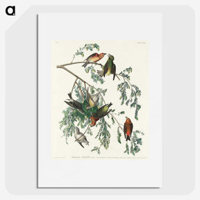 2-35_John-James-Audubon_picture