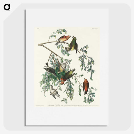 2-35_John-James-Audubon_picture