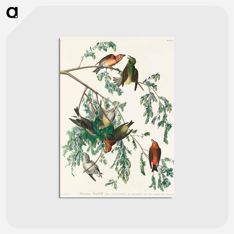 アートポストカード-American Crossbill
 - ジョン ジェームス オーデュボン Postcard.