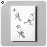 Three sketches of a crow - Julie de Graag Canvas.