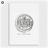 2-35_Les-Palmiers-Histoire-Iconographique_picture
