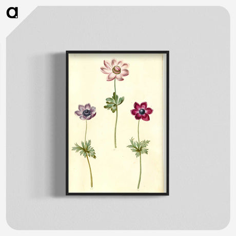 2-35_Maria-Sibylla-Merian_blk-crop