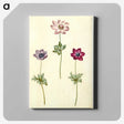 2-35_Maria-Sibylla-Merian_canvas
