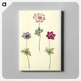 2-35_Maria-Sibylla-Merian_canvas