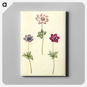 2-35_Maria-Sibylla-Merian_canvas