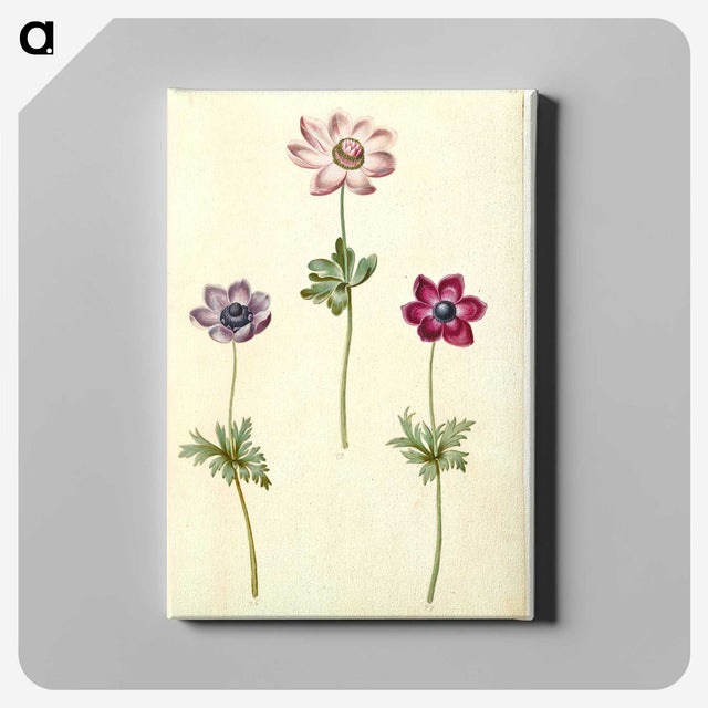 2-35_Maria-Sibylla-Merian_canvas