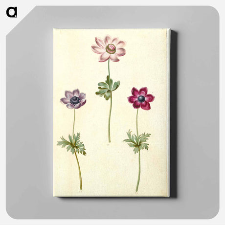 アートパネル-Anemone coronaria
 - マリア ジビーラ メーリアン Canvas.