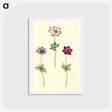 アートポストカード-Anemone coronaria
 - マリア ジビーラ メーリアン Postcard.