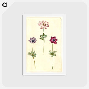 アートポストカード-Anemone coronaria
 - マリア ジビーラ メーリアン Postcard.