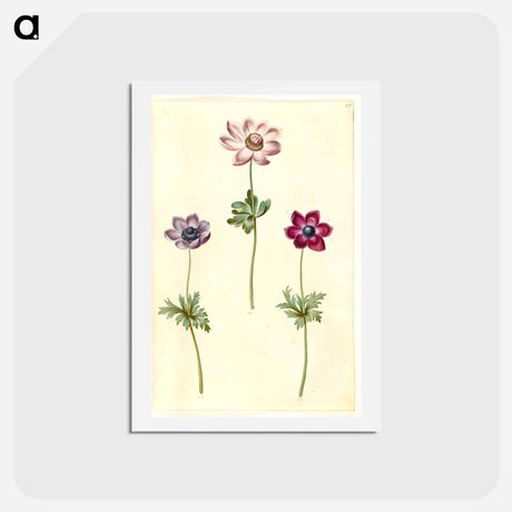アートポストカード-Anemone coronaria
 - マリア ジビーラ メーリアン Postcard.