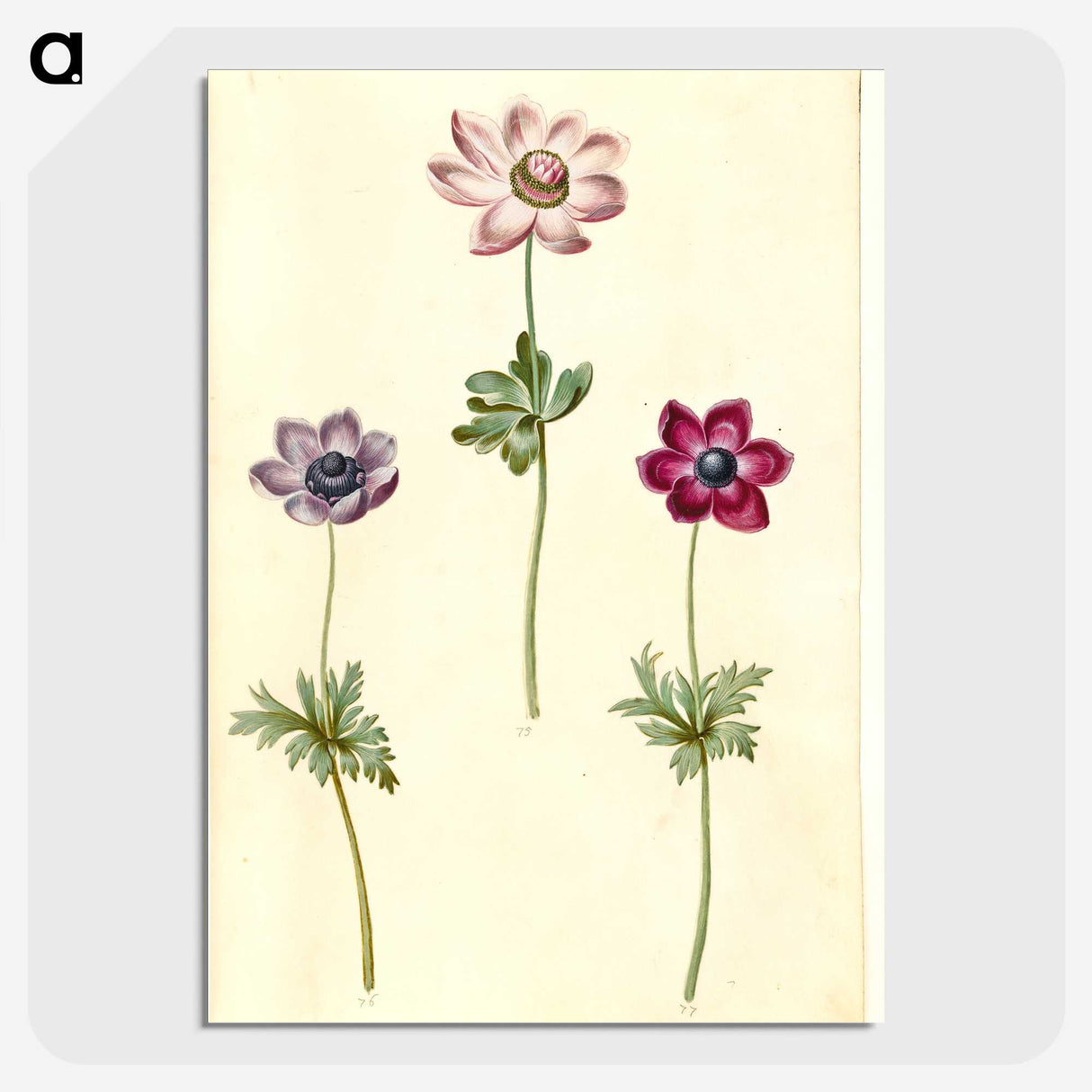 2-35_Maria-Sibylla-Merian_picture-crop