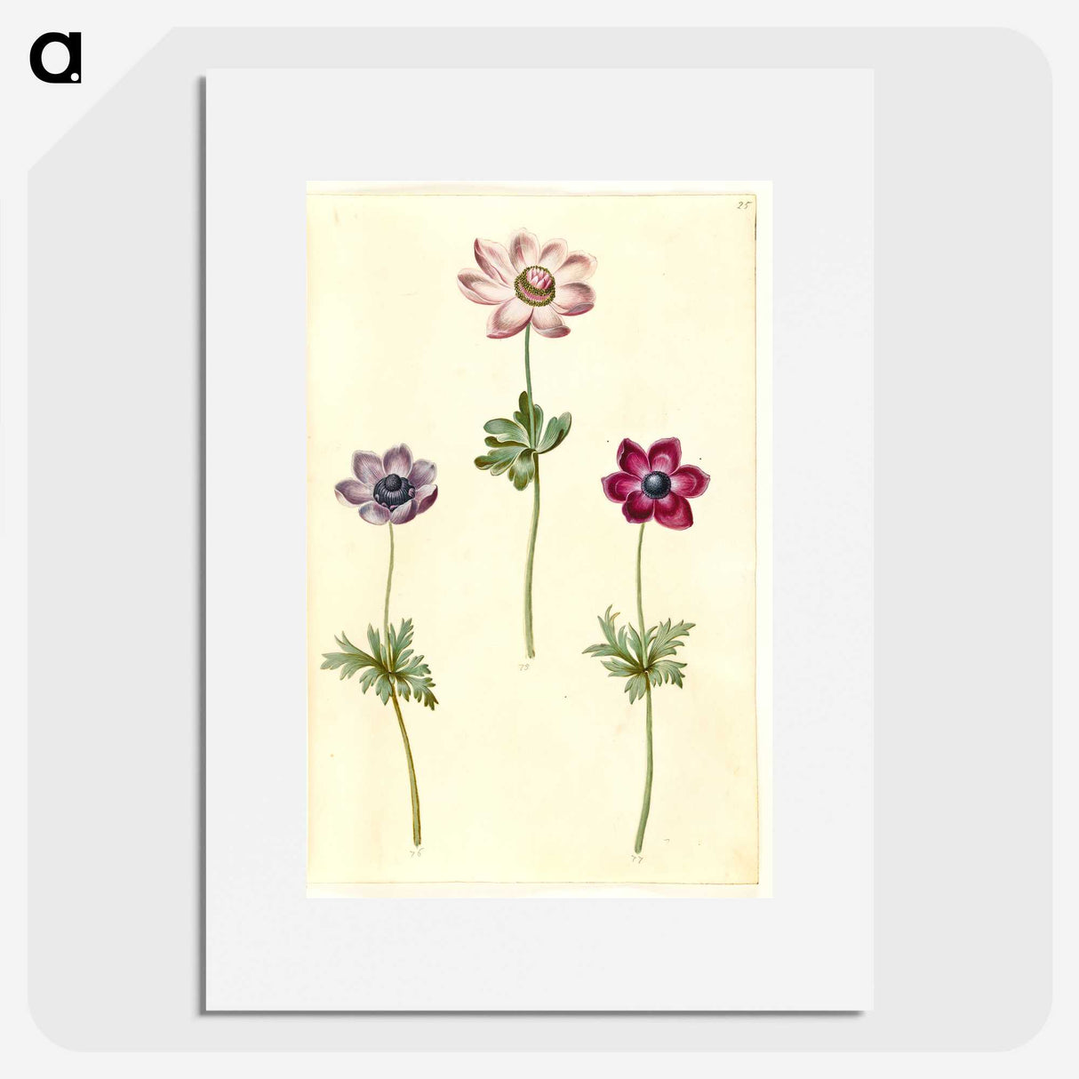 2-35_Maria-Sibylla-Merian_picture