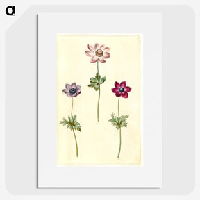 2-35_Maria-Sibylla-Merian_picture