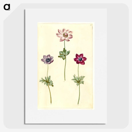 2-35_Maria-Sibylla-Merian_picture