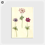 アートポストカード-Anemone coronaria
 - マリア ジビーラ メーリアン Postcard.