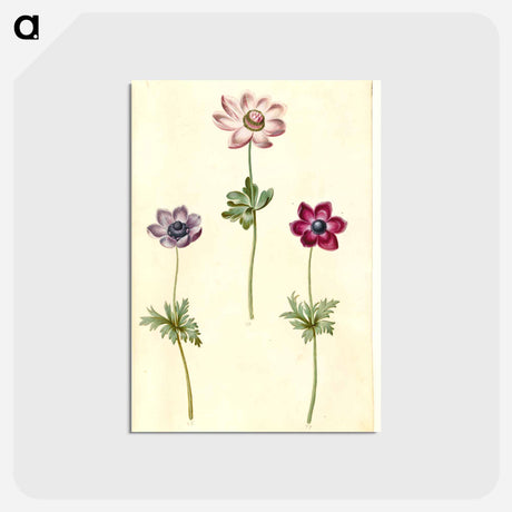 アートポストカード-Anemone coronaria
 - マリア ジビーラ メーリアン Postcard.