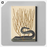 2-35_Mark-Catesby_canvas
