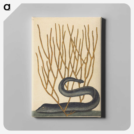 2-35_Mark-Catesby_canvas
