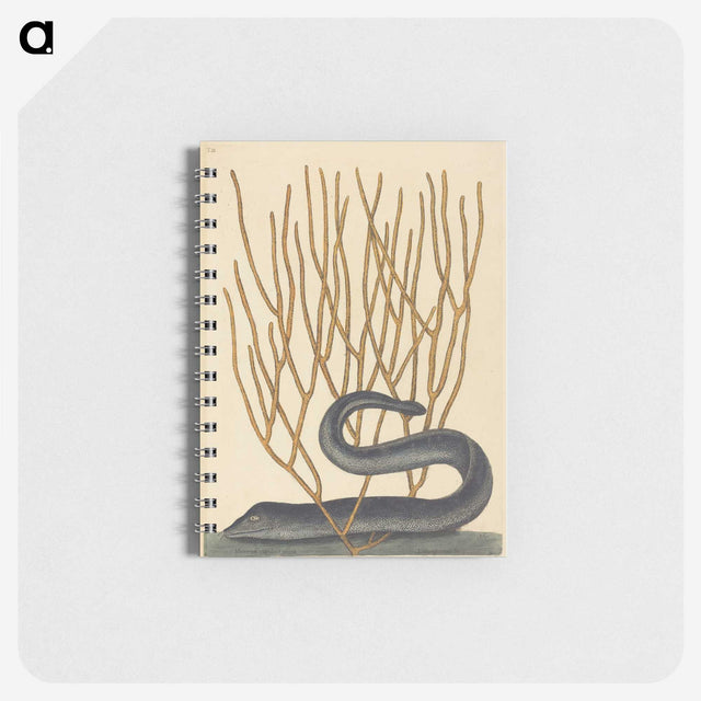 2-35_Mark-Catesby_memo