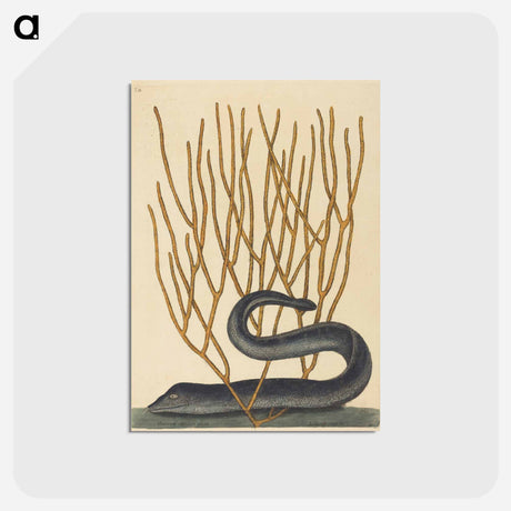 アートポストカード-The Black Muray
 - マーク ケイツビー Postcard.