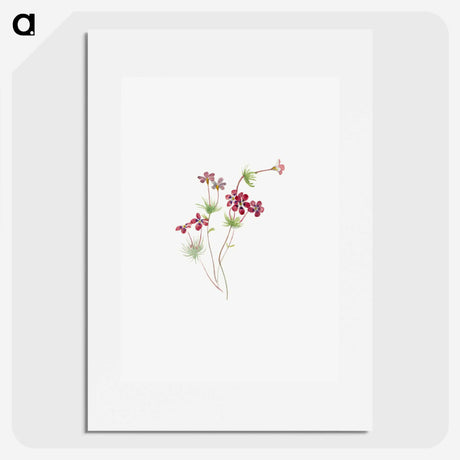 2-35_Mary-Vaux-Walcott_picture