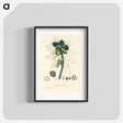アートポスター-Castor Oil Plant Illustration
 - 薬用植物学 Poster.