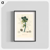 アートポスター-Castor Oil Plant Illustration
 - 薬用植物学 Poster.