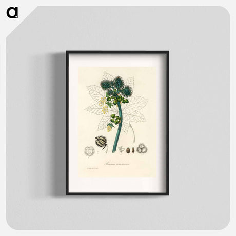 アートポスター-Castor Oil Plant Illustration
 - 薬用植物学 Poster.
