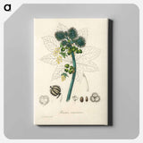 アートパネル-Castor Oil Plant Illustration
 - 薬用植物学 Canvas.