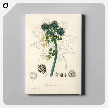 アートパネル-Castor Oil Plant Illustration
 - 薬用植物学 Canvas.