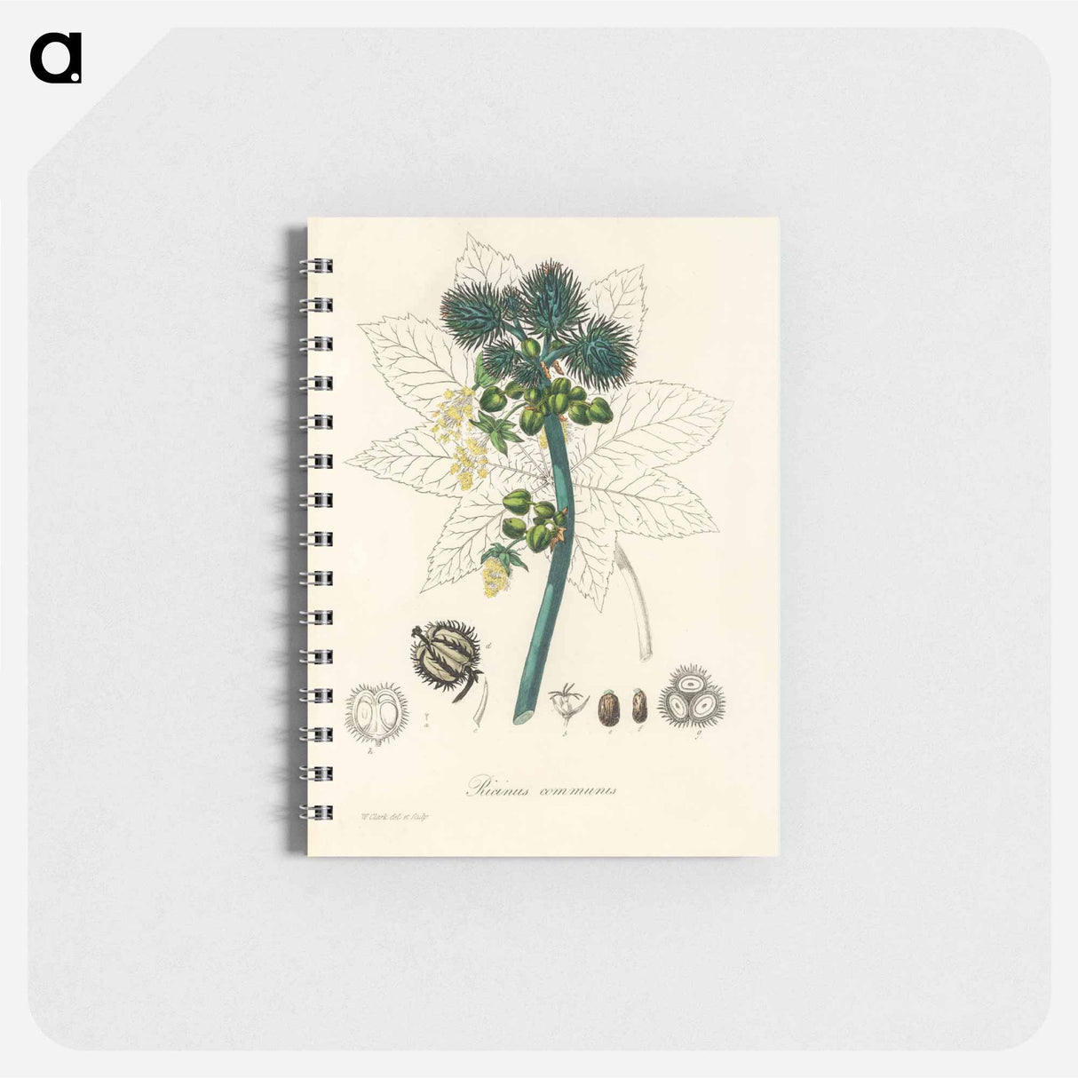 アートメモ帳-Castor Oil Plant Illustration
 - 薬用植物学 Memo.